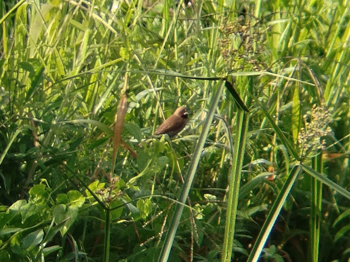 Чешуйчатая муния - ML646833667