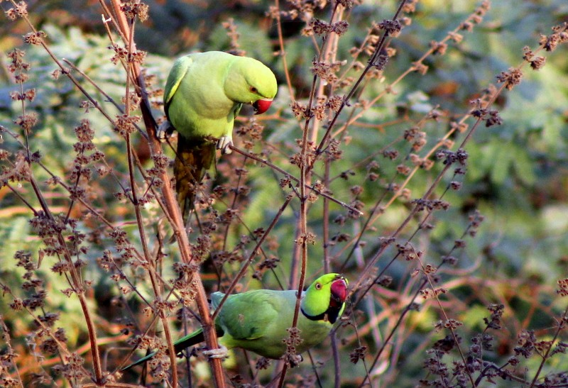 Rose-ringed Parakeet - ML646833669