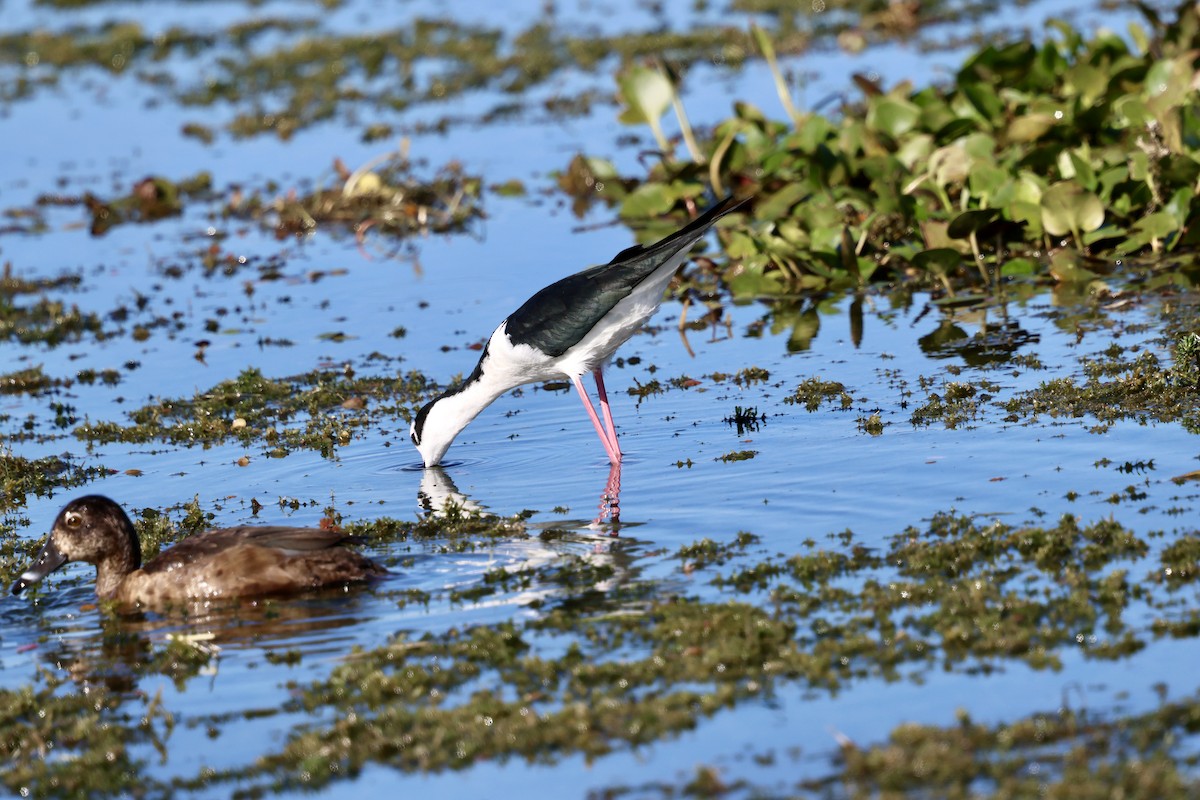 Zankaluze kaskabeltza - ML646833670