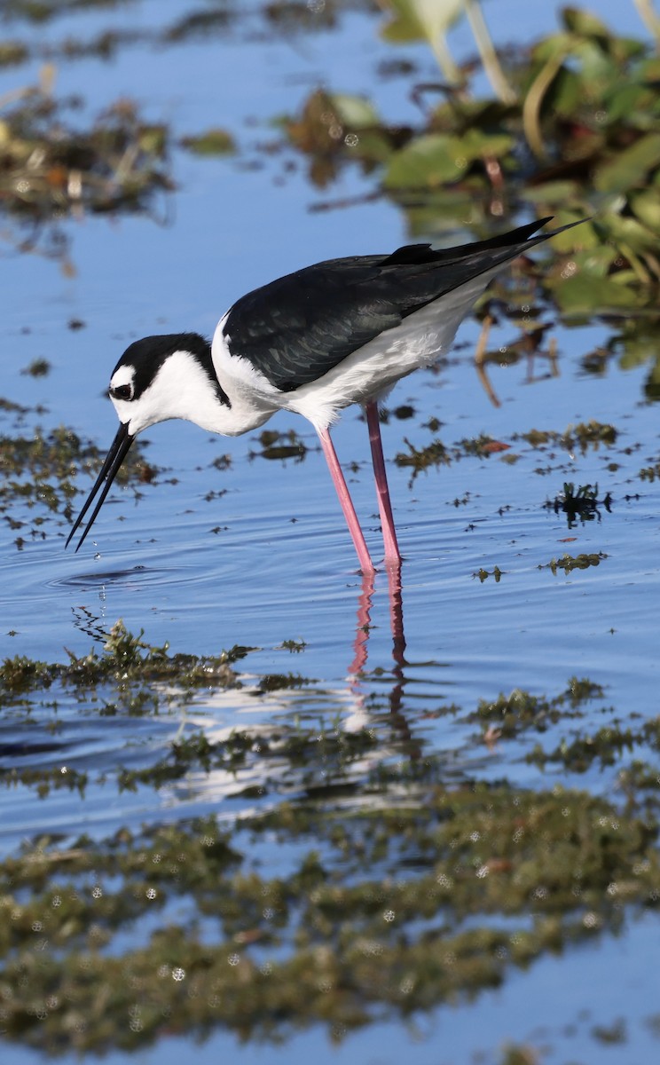 Zankaluze kaskabeltza - ML646833671