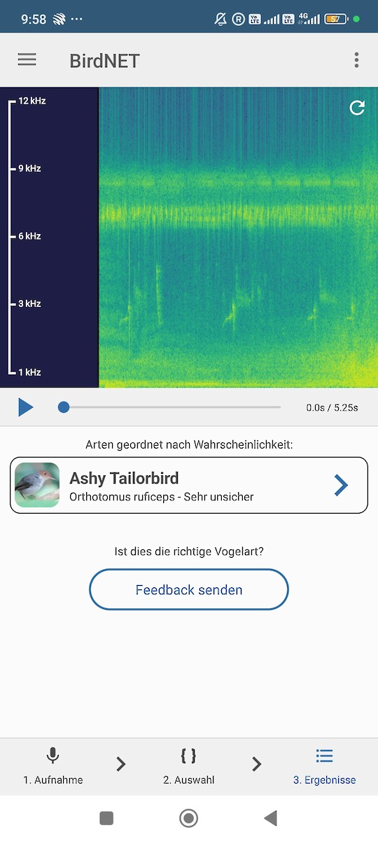 Ashy Tailorbird - ML646833672