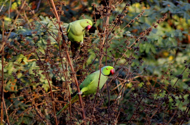 Rose-ringed Parakeet - ML646833674