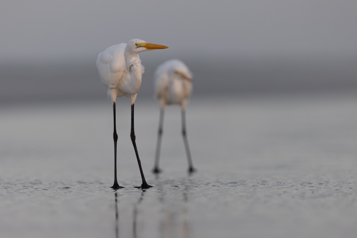 Silberreiher - ML646833675