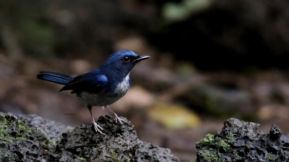 Hainan Blue Flycatcher - ML646833676