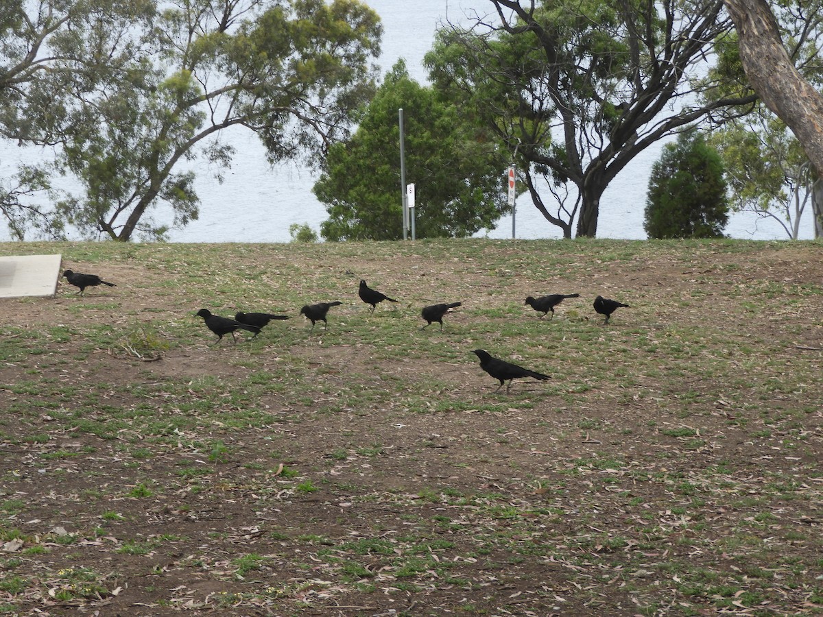White-winged Chough - ML646833677