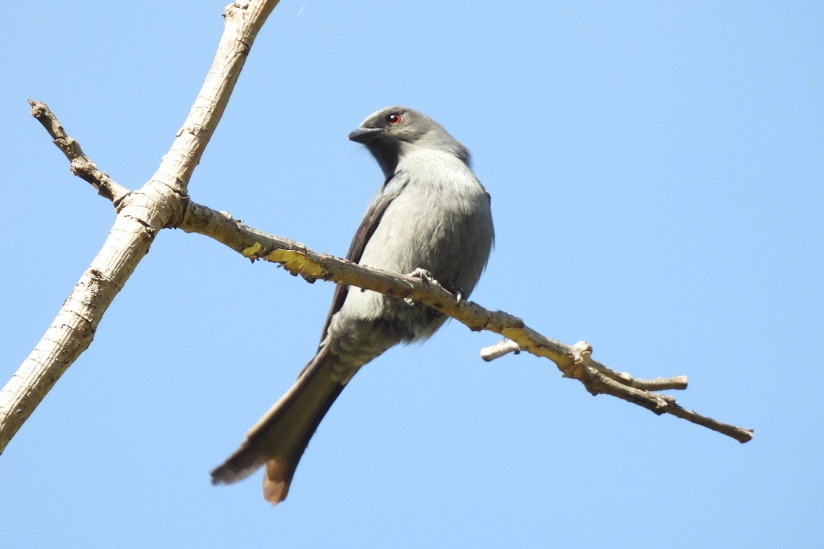 Ashy Drongo - ML646833680
