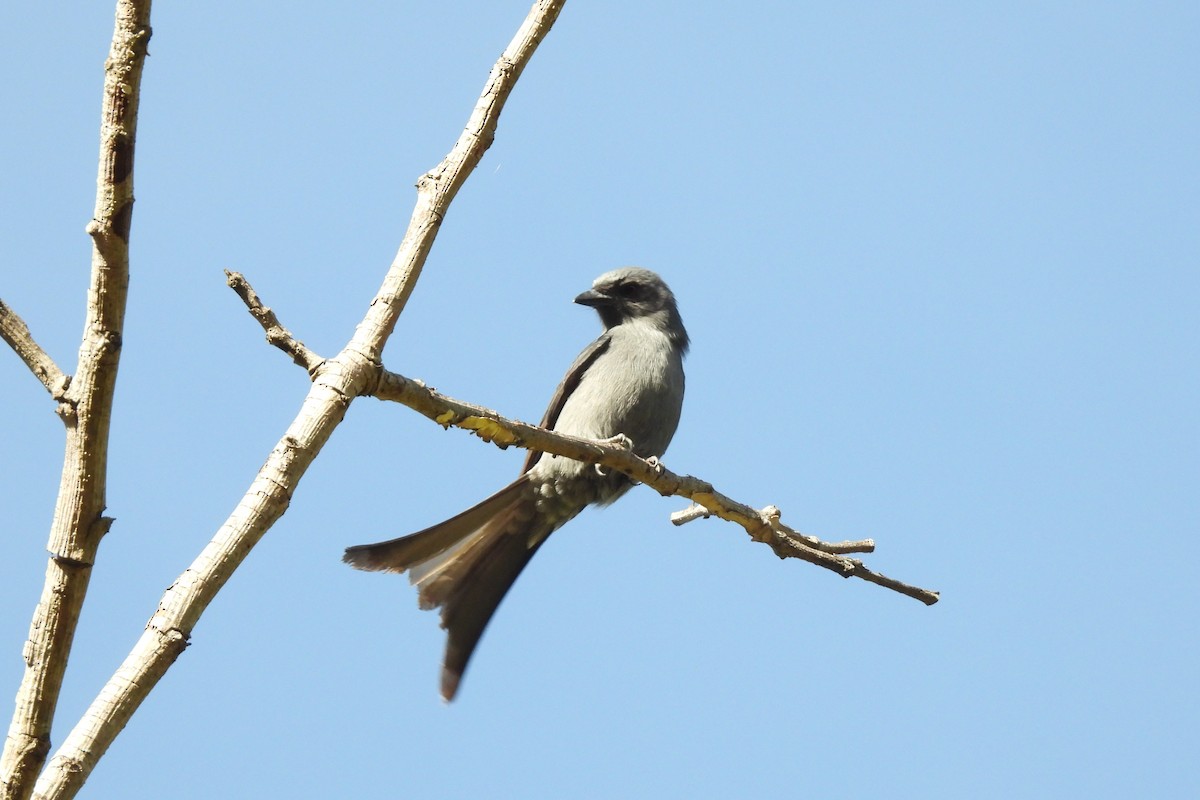 Ashy Drongo - ML646833681