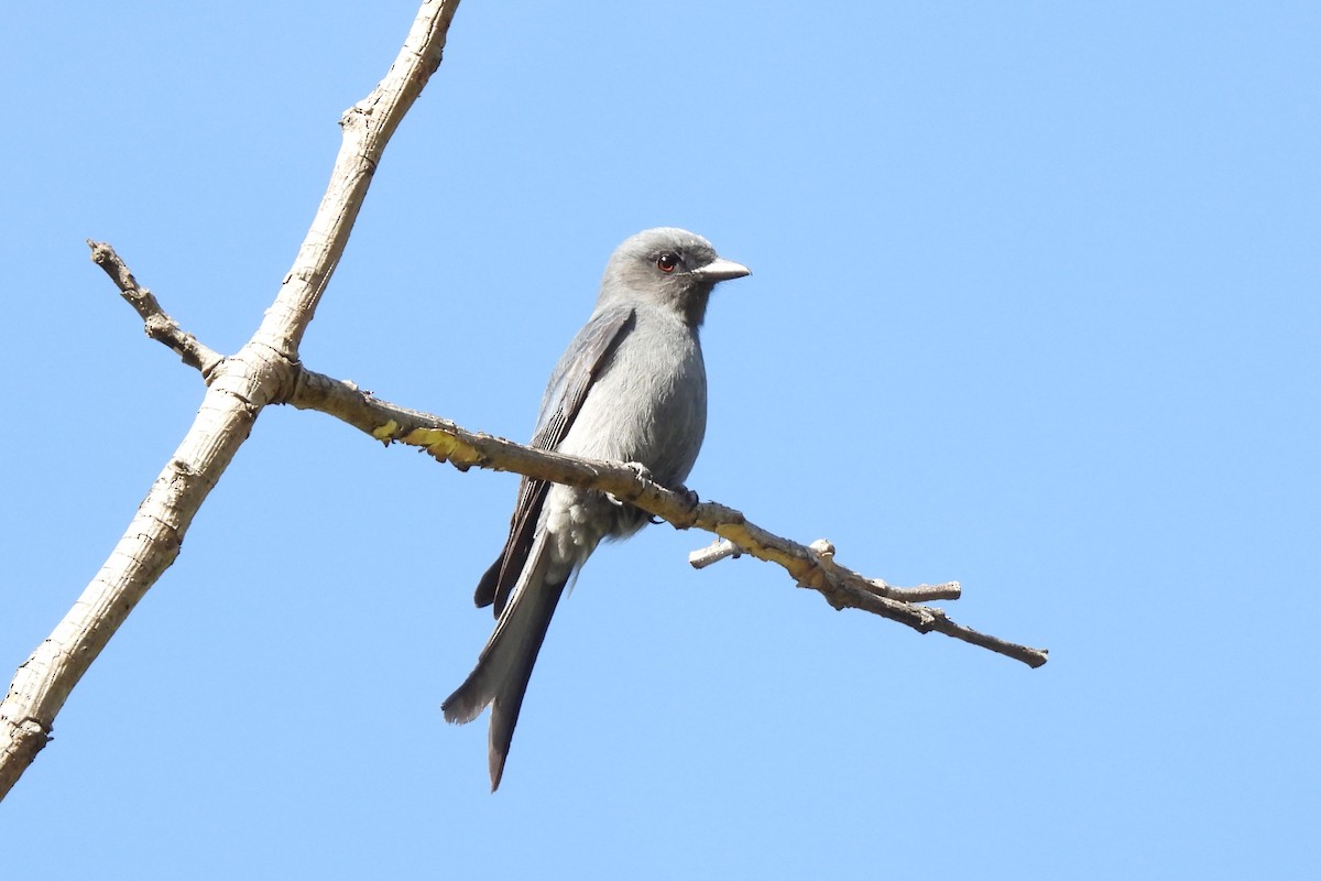 Ashy Drongo - ML646833682