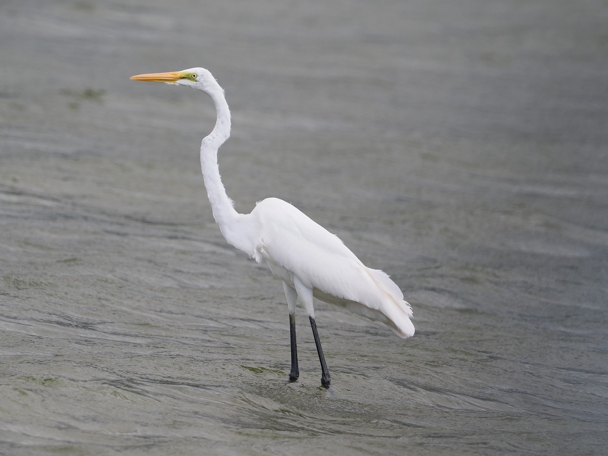 Great Egret - ML646833689