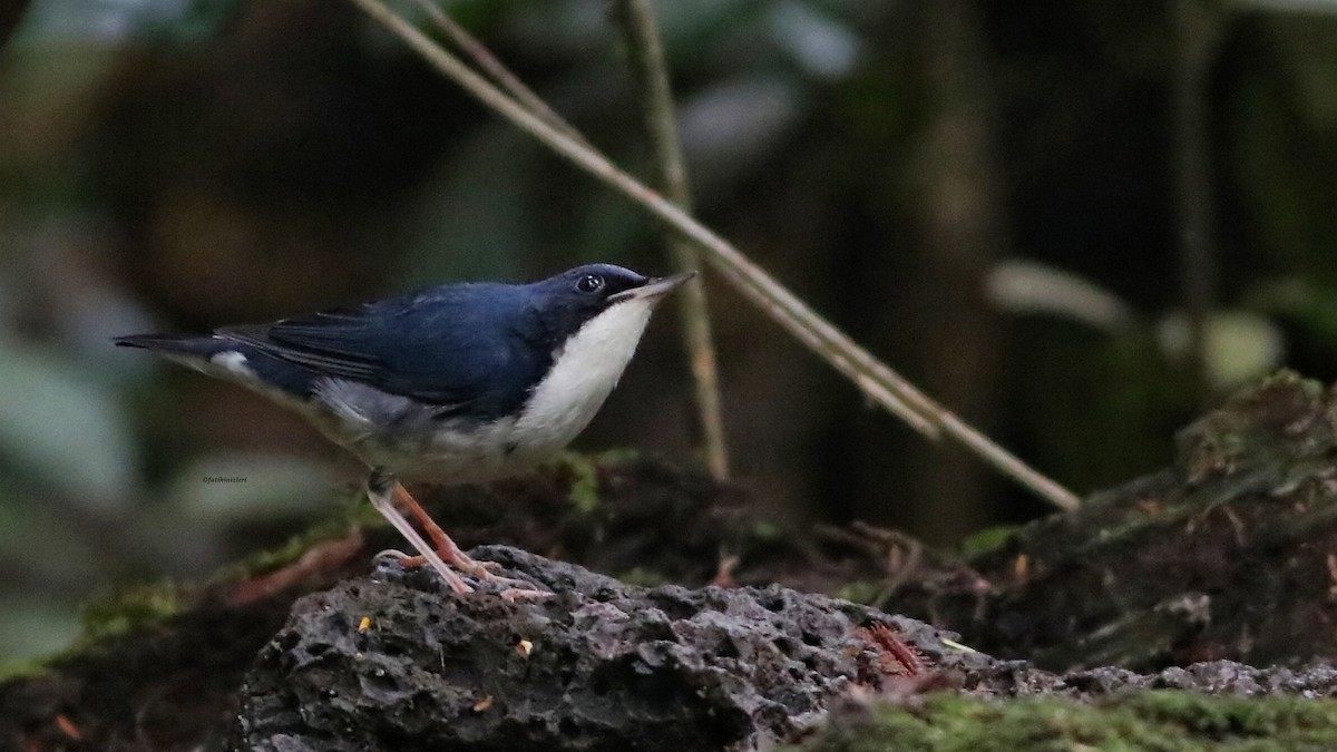 Mavi Bülbül - ML646833690