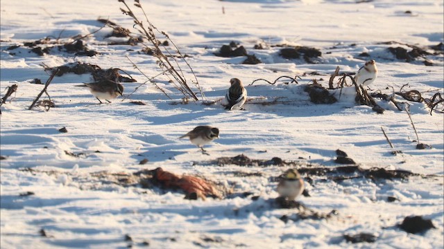 Horned Lark - ML646833691