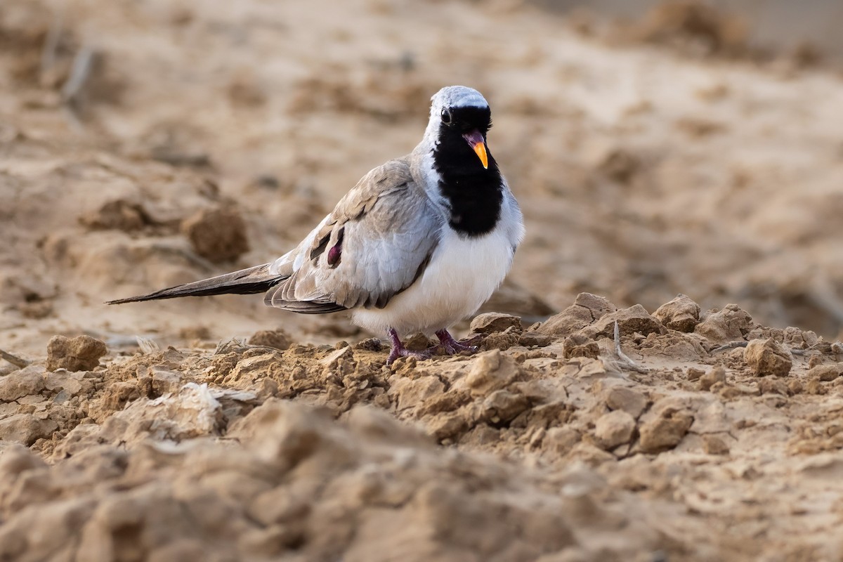 hrdlička kapská - ML646833693