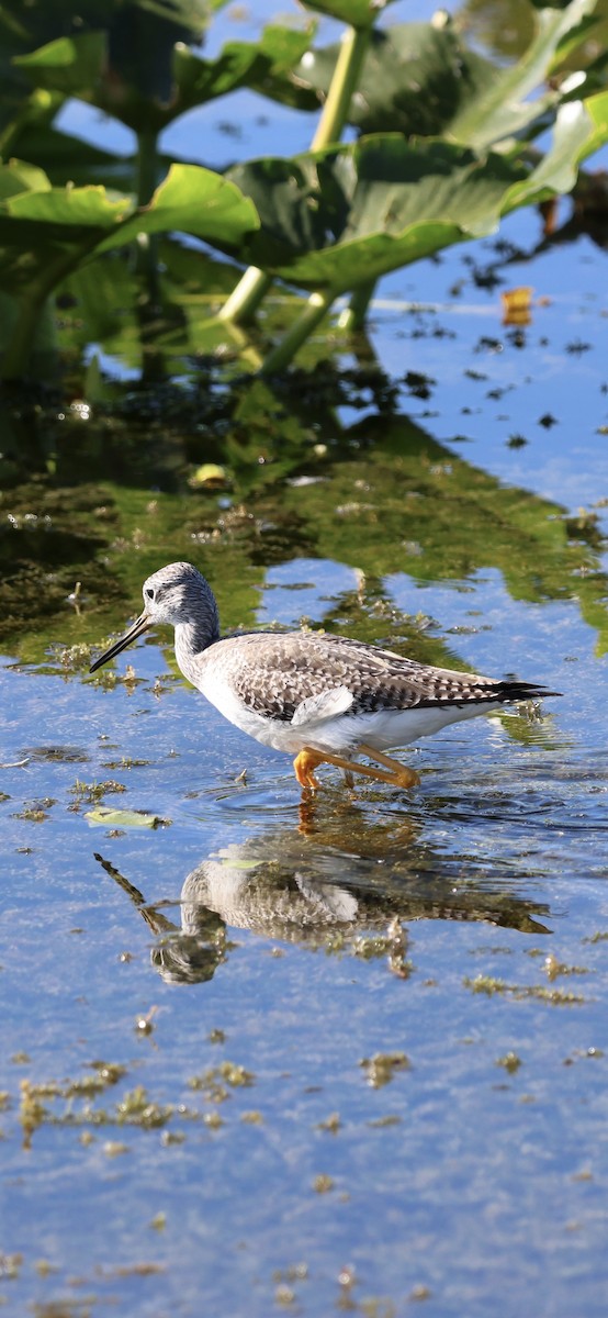 Kuliska hankahori handia - ML646833694