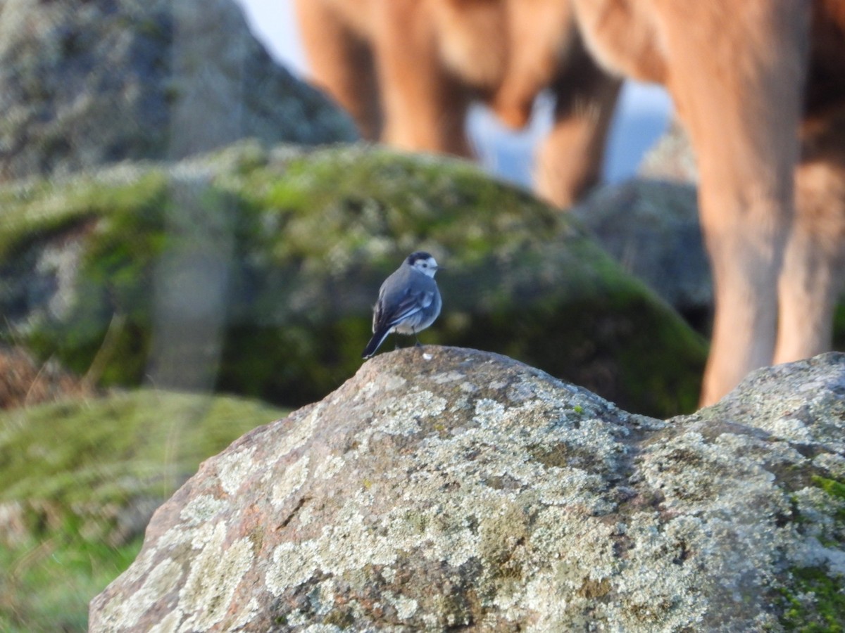 White Wagtail - ML646833696