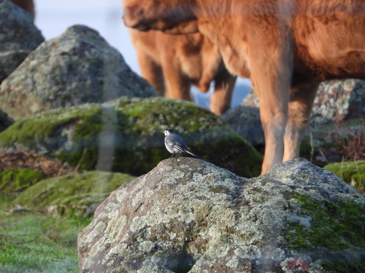 White Wagtail - ML646833697