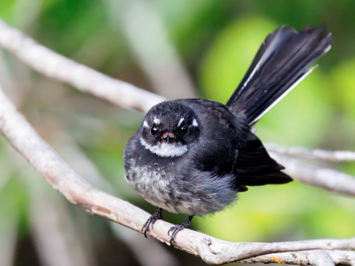 Gray Fantail - ML646833700