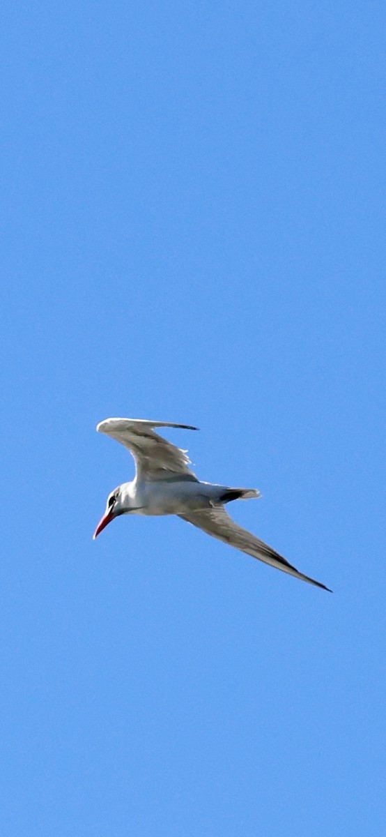 Txenada mokogorria - ML646833701