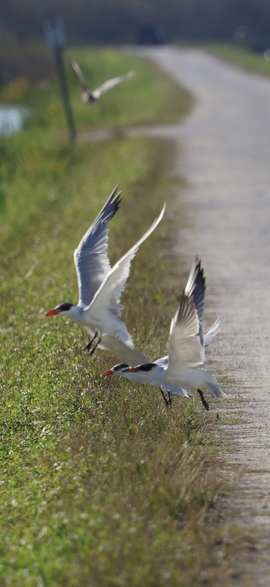 Txenada mokogorria - ML646833704