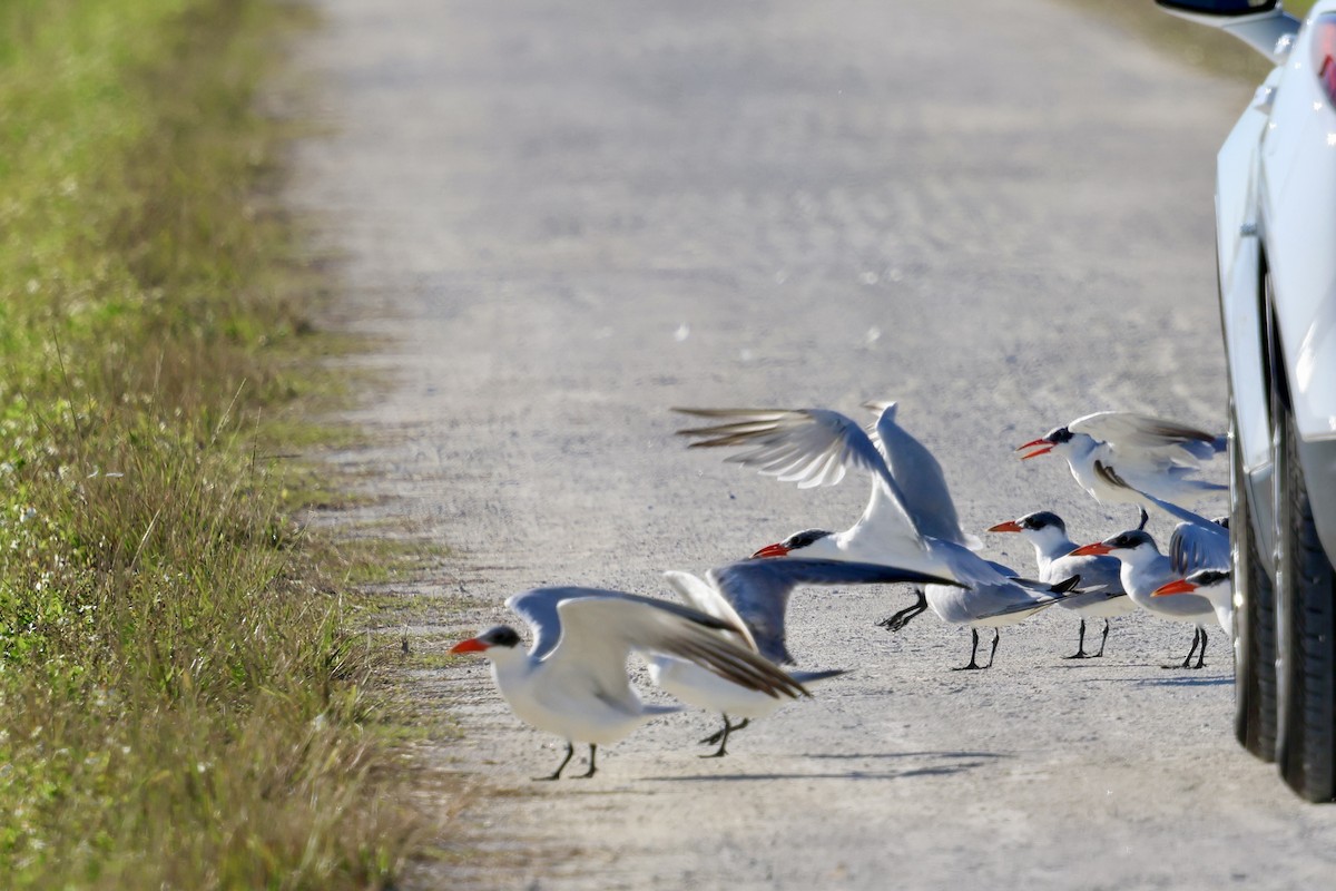 Txenada mokogorria - ML646833705