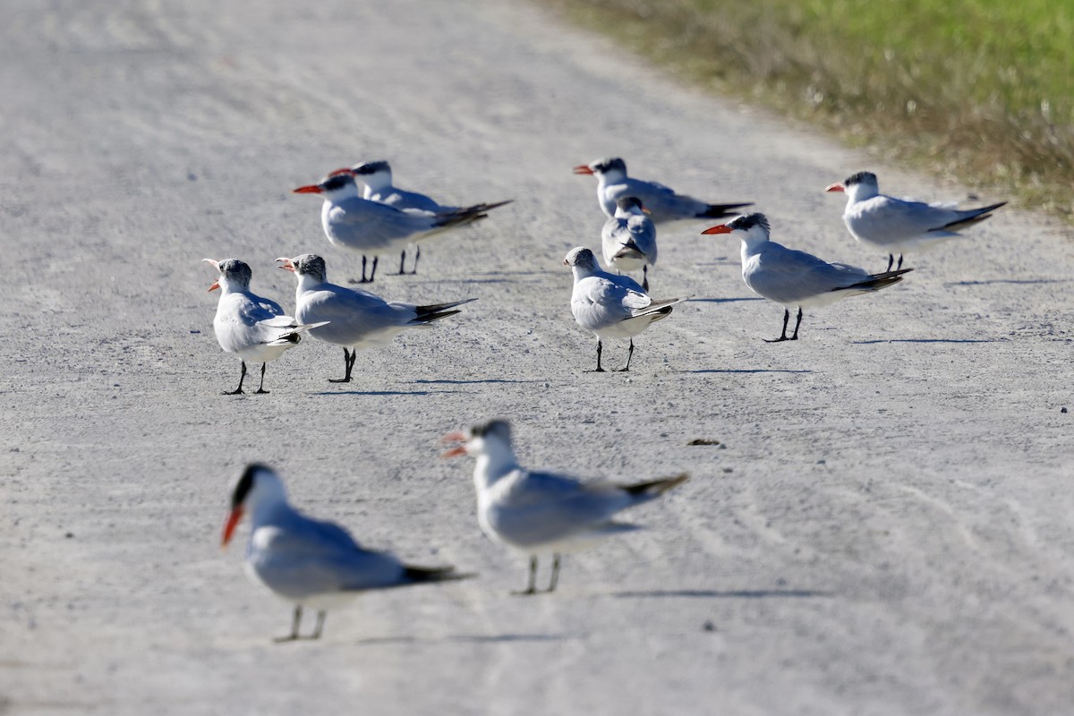 Txenada mokogorria - ML646833706