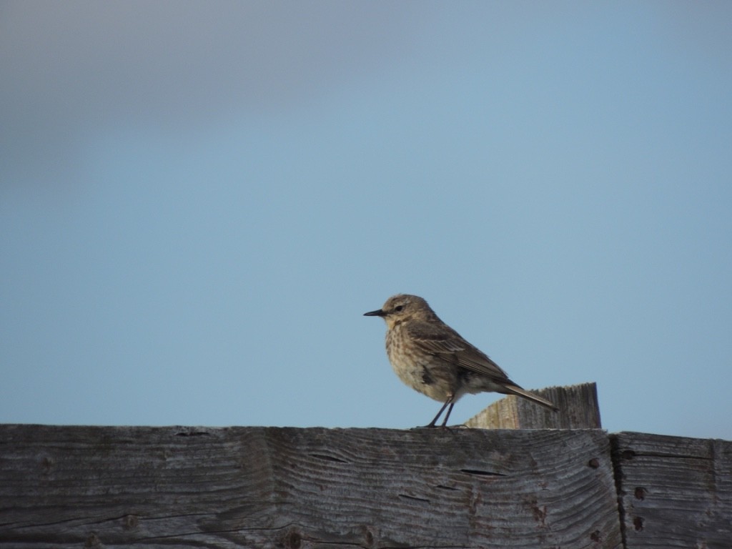 Rock Pipit - ML646833708