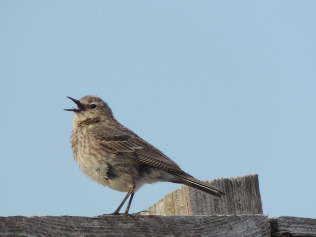 Rock Pipit - ML646833709