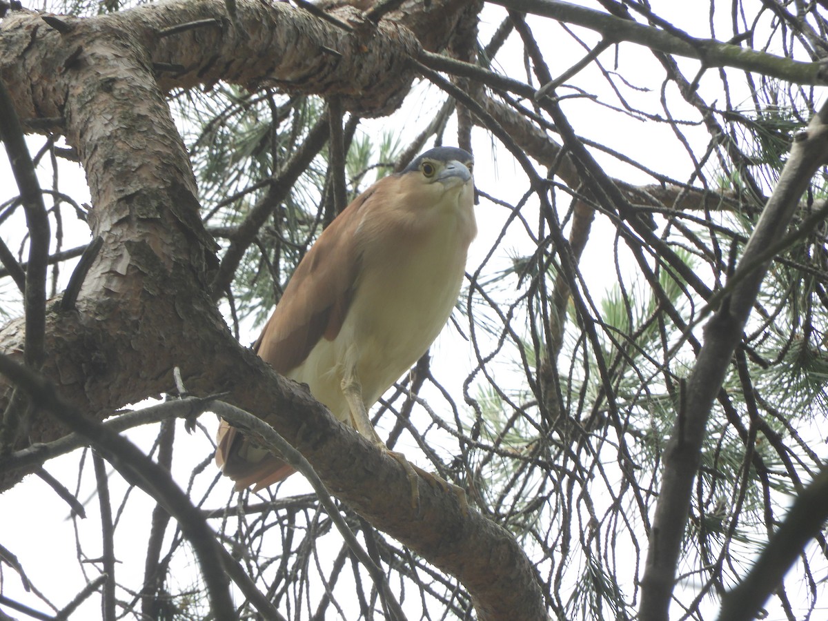 Nankeen Night Heron - ML646833711