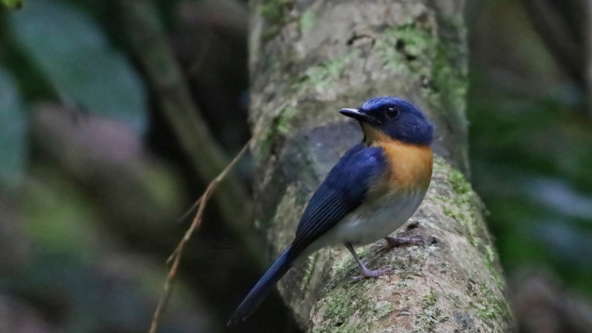 Çinhindi Mavi Sinekkapanı - ML646833712