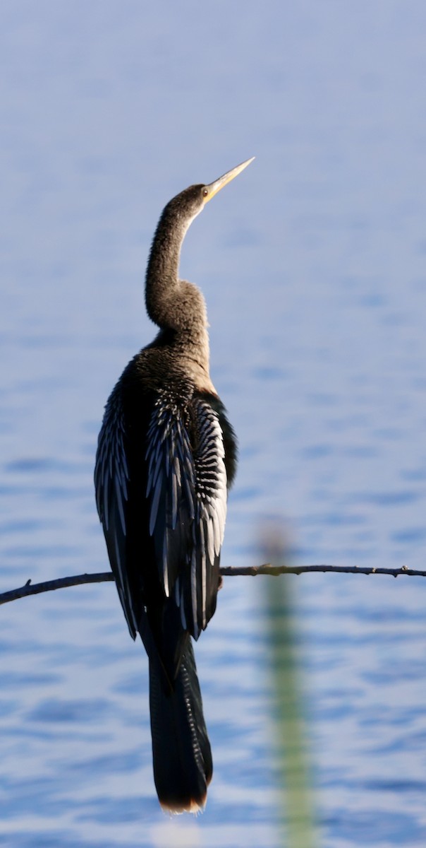 Anhinga amerikarra - ML646833713