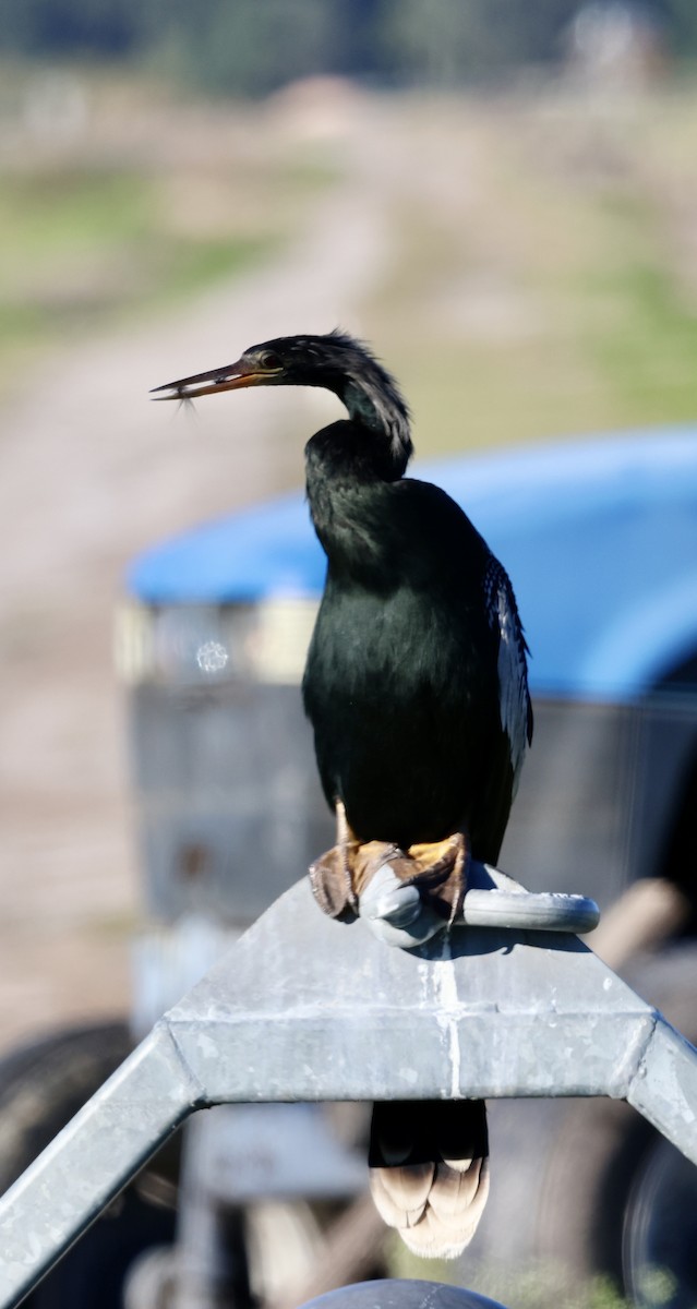 Anhinga amerikarra - ML646833714