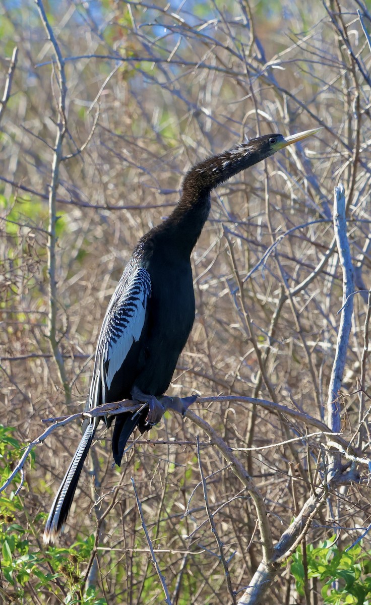 Anhinga amerikarra - ML646833715