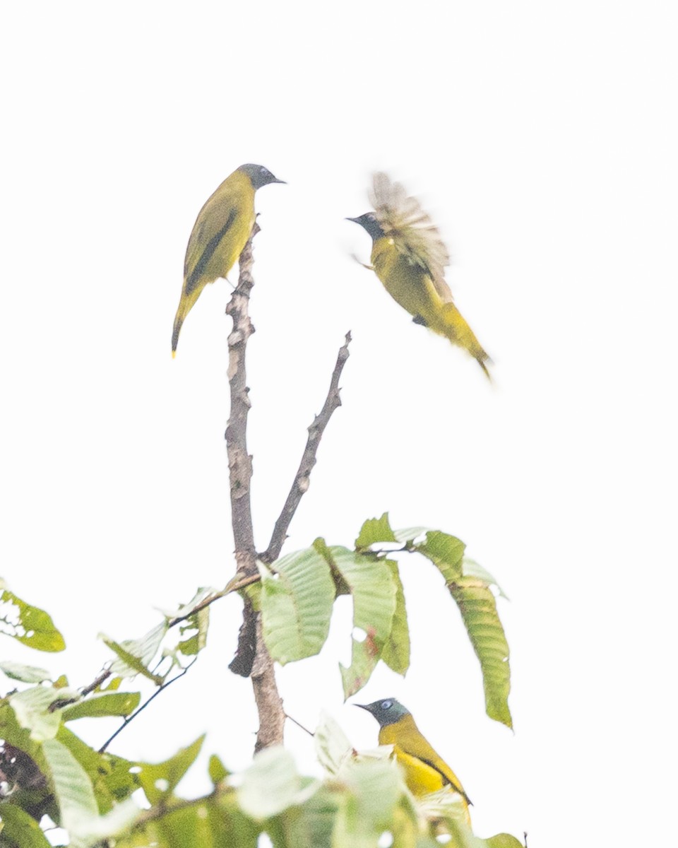 Black-headed Bulbul - ML646833718