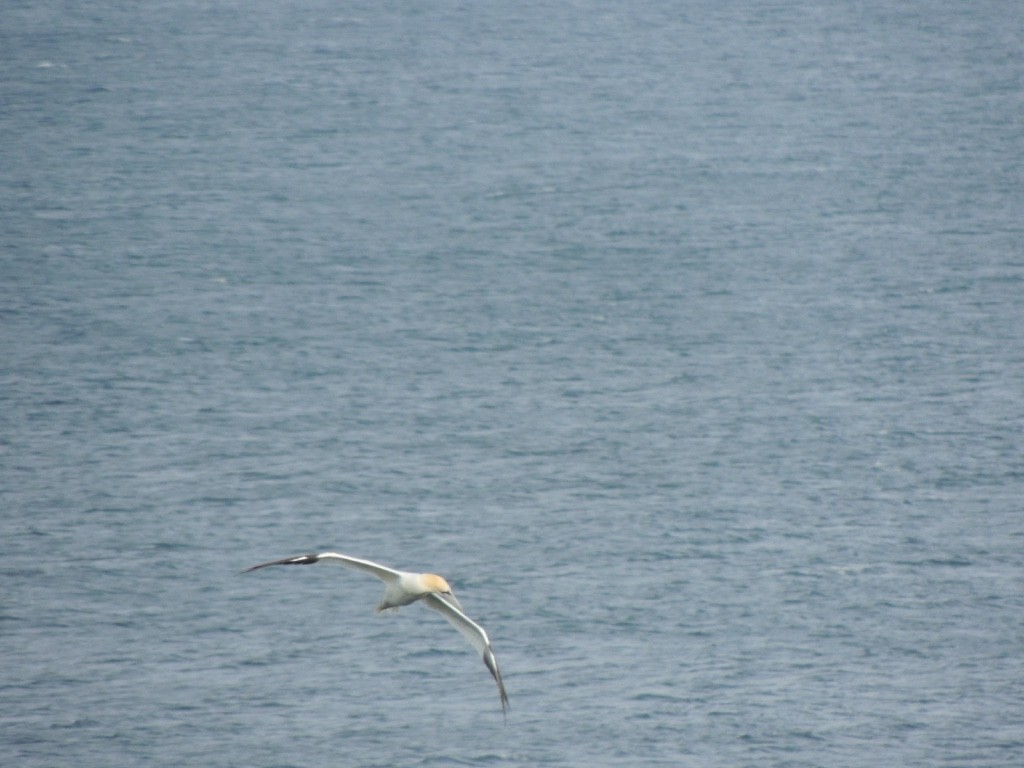 Сула атлантична - ML646833721