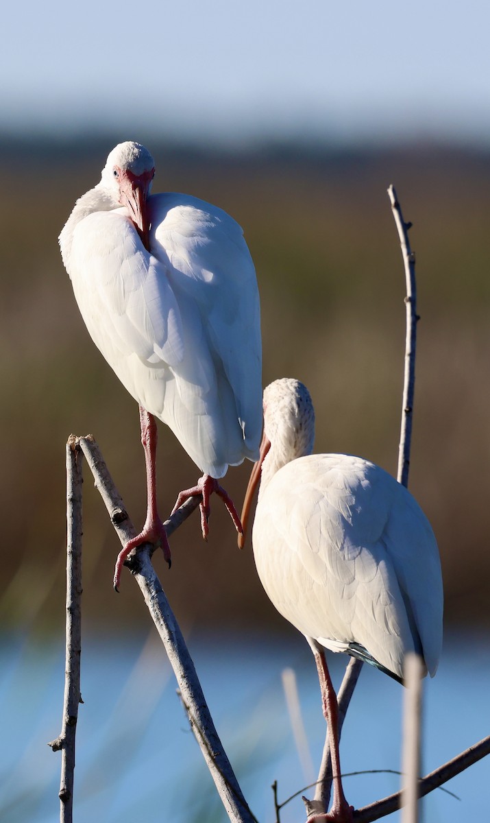 Ibis zuria - ML646833722