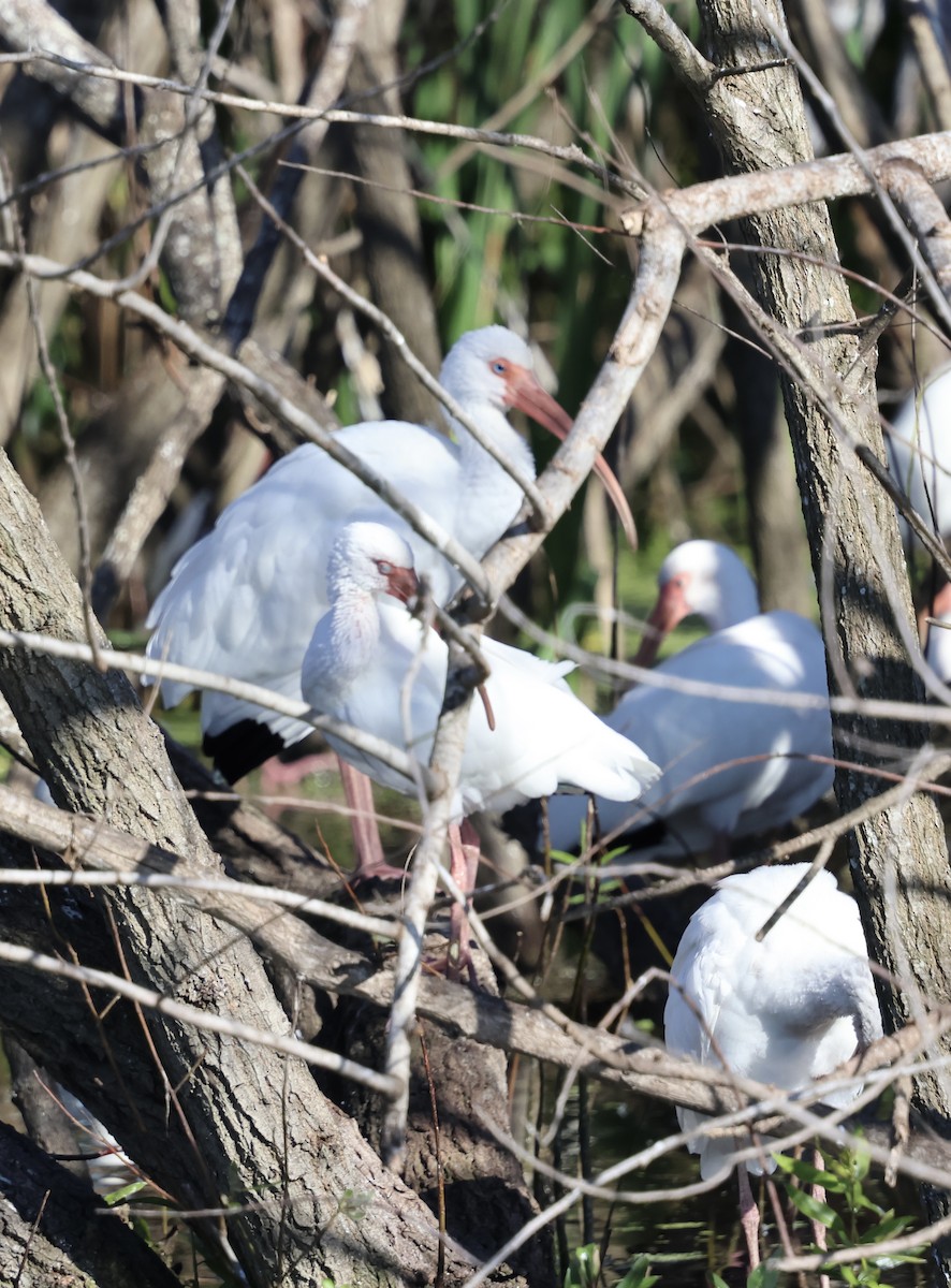 Ibis zuria - ML646833723