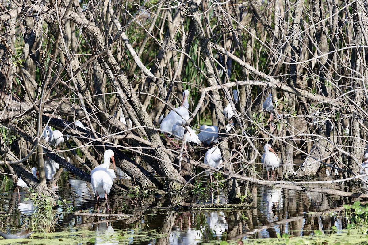 Ibis zuria - ML646833724