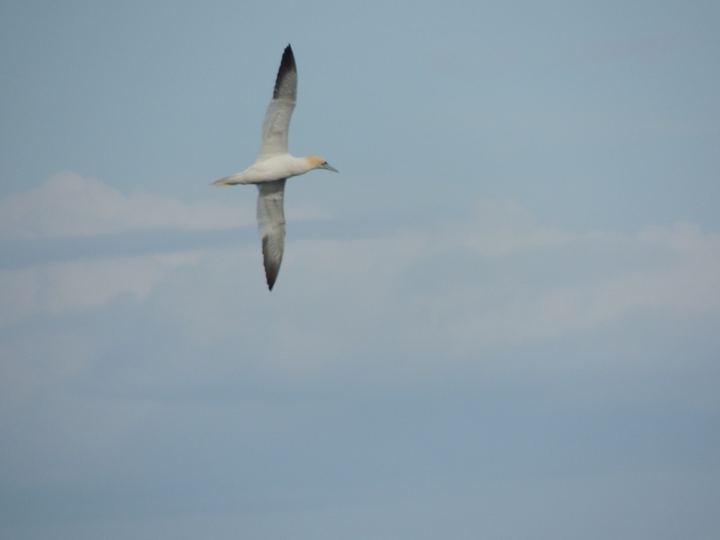 Сула атлантична - ML646833725