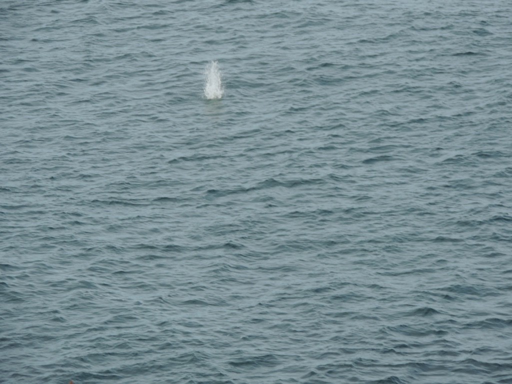 Сула атлантична - ML646833729