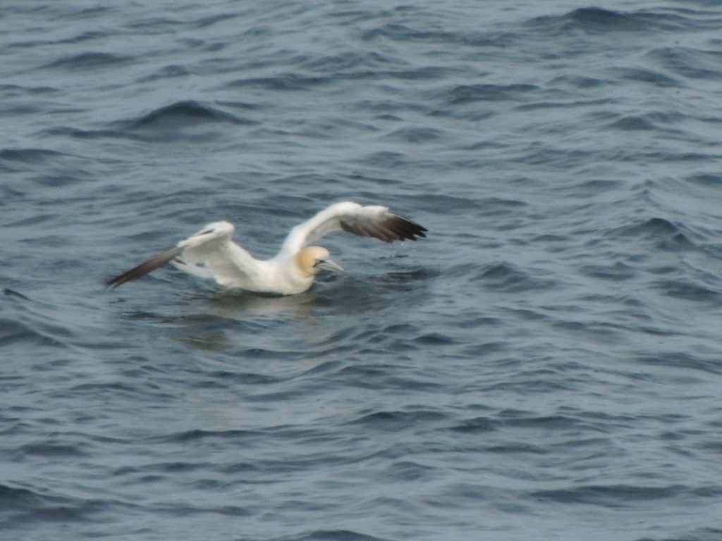 Сула атлантична - ML646833730