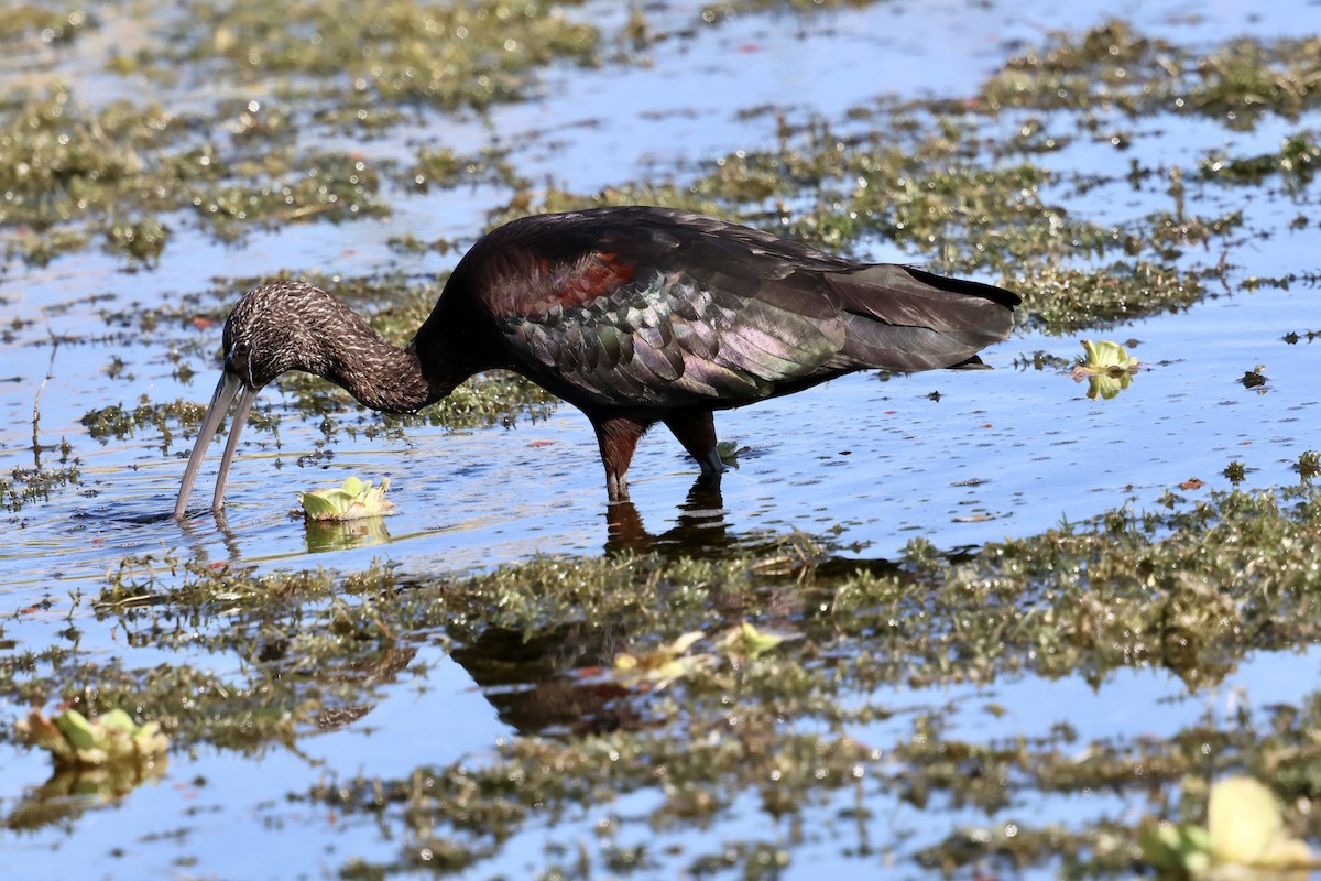 Beltzaran arrunta - ML646833731