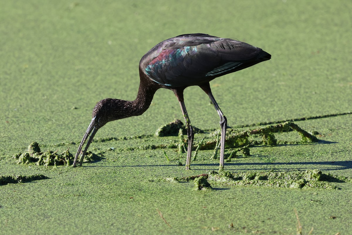 Beltzaran arrunta - ML646833732