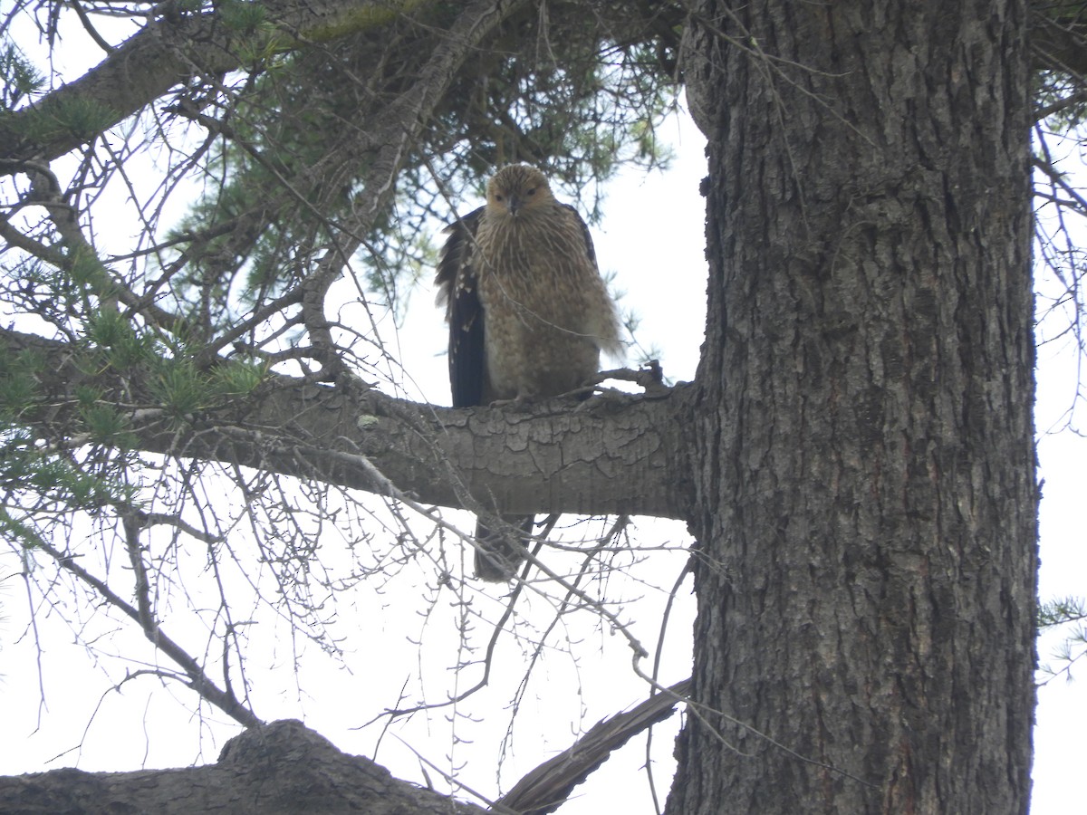 Whistling Kite - ML646833733