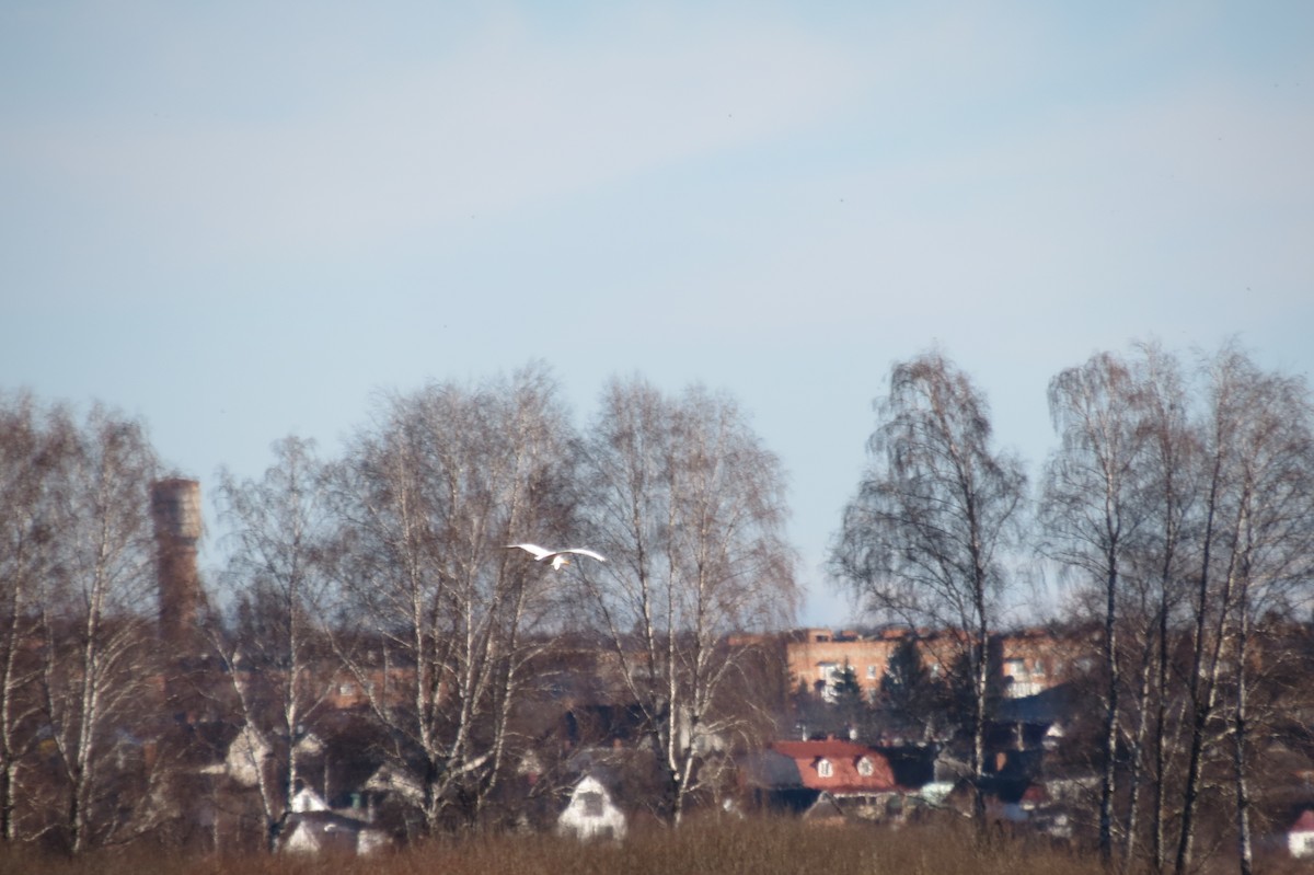 Цасч дэглий - ML646833734