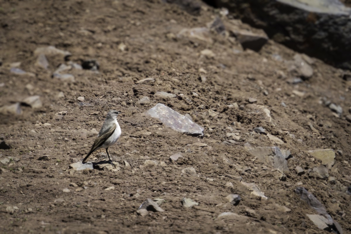 Cinereous Ground-Tyrant - ML646833735