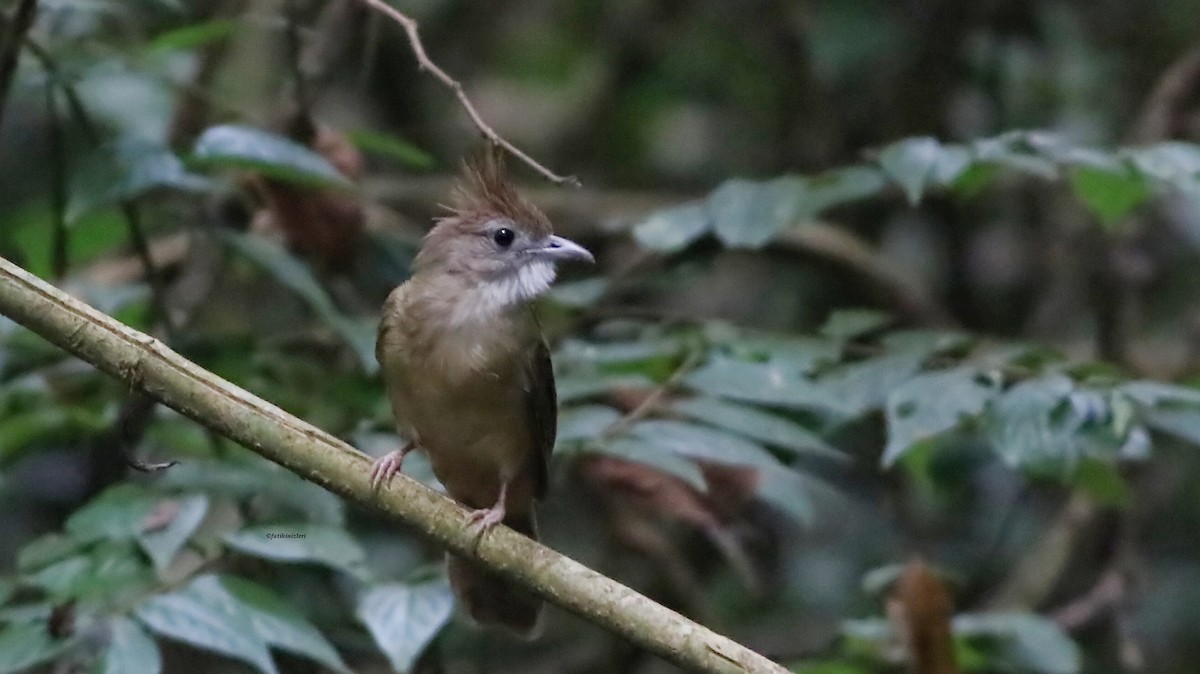 Kızılca Arapbülbülü - ML646833736