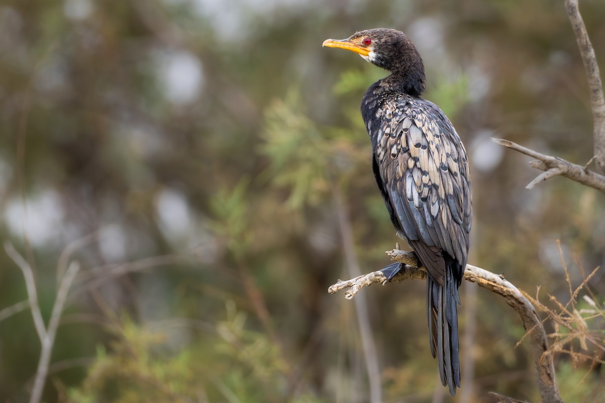 kormorán dlouhoocasý - ML646833739