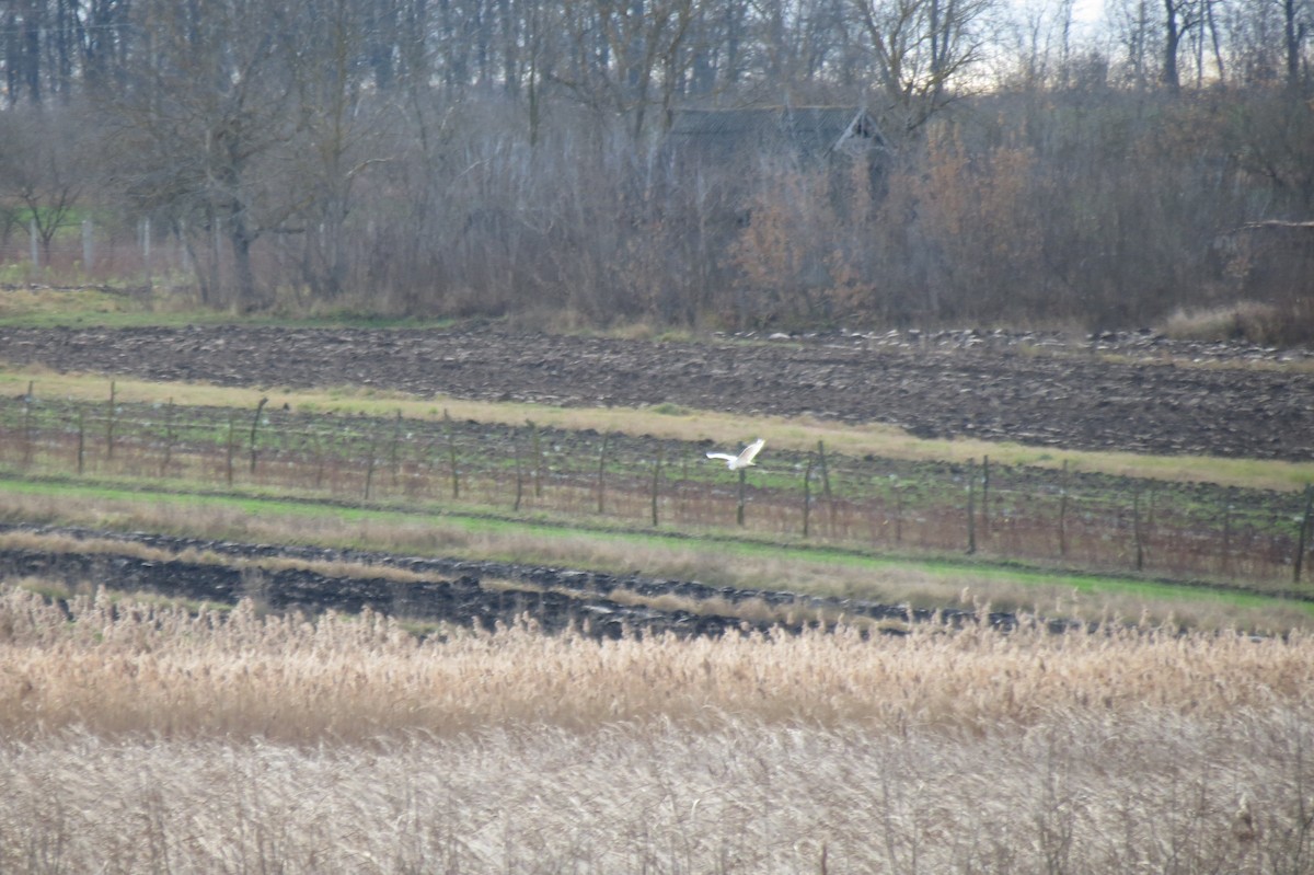 Цасч дэглий - ML646833740