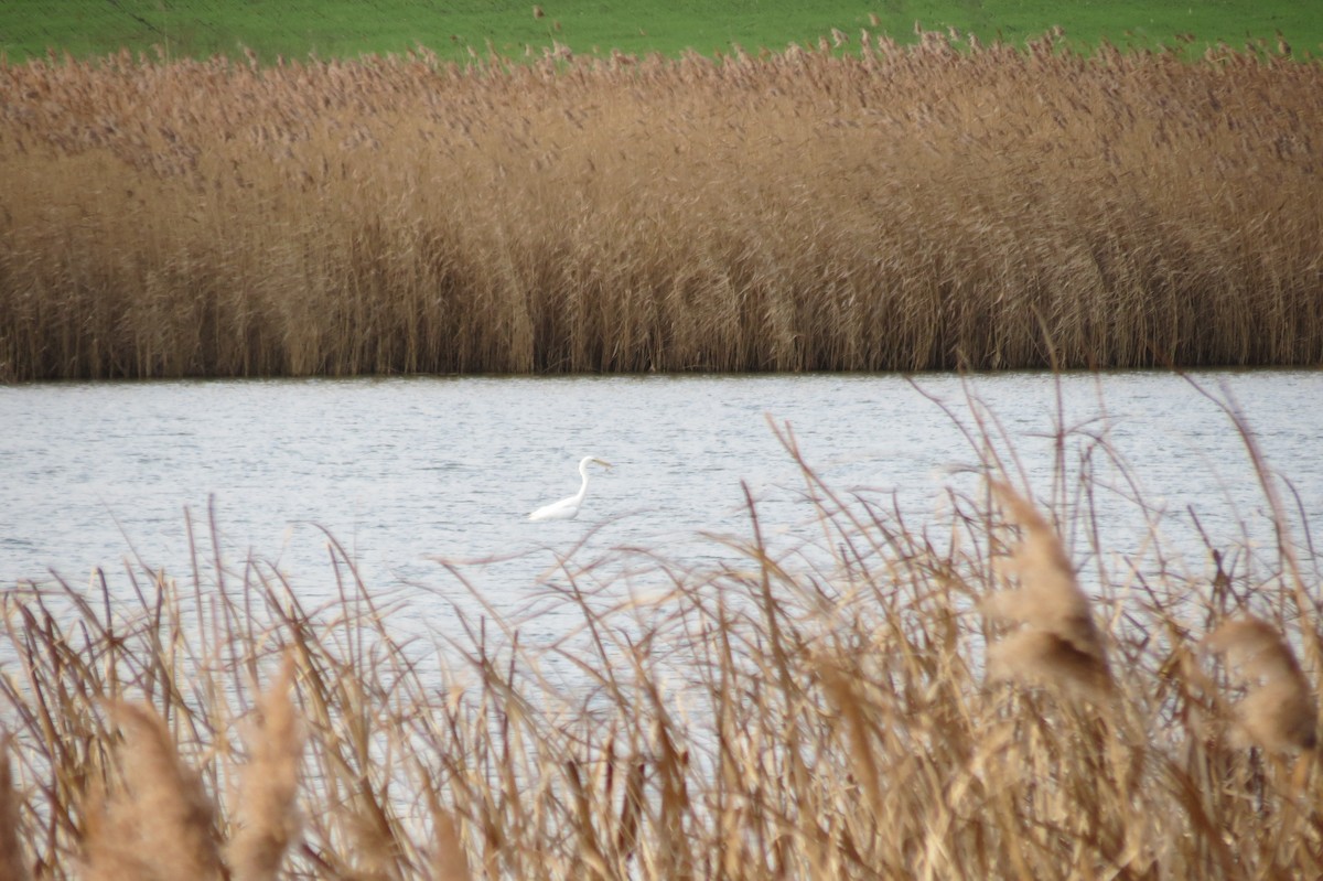 Цасч дэглий - ML646833741