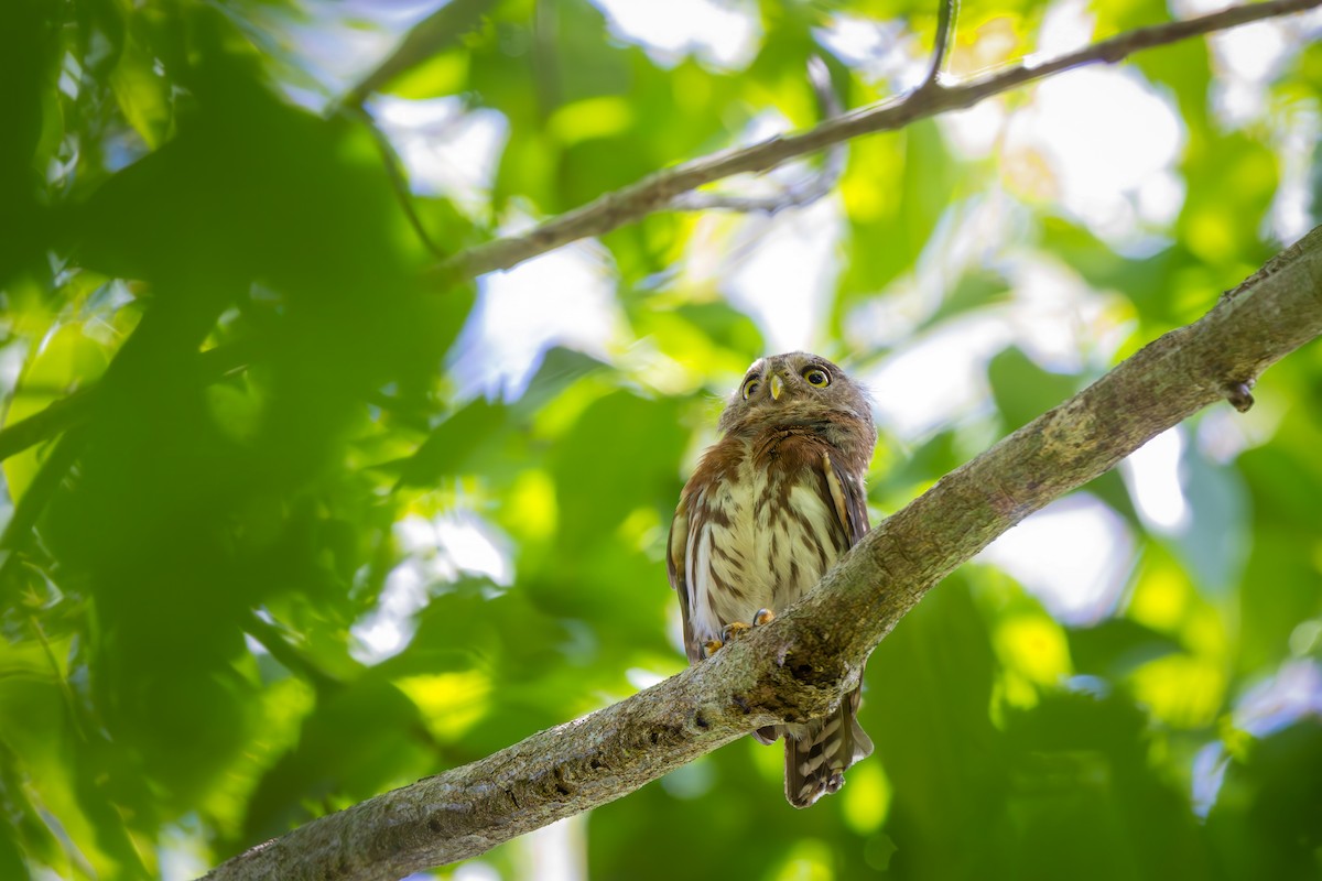 Kleinstzwergkauz - ML646833744