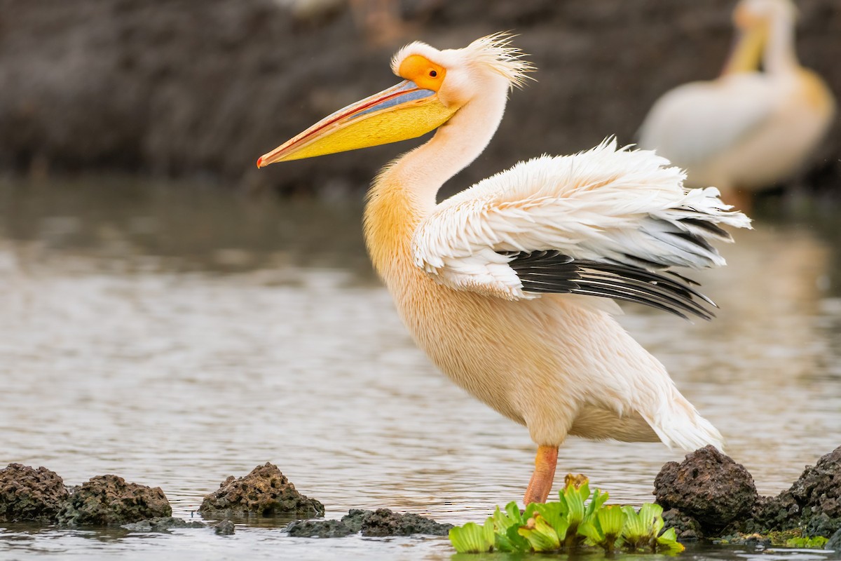 pelikán bílý - ML646833746